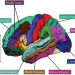aerobic-fitness-math-gray-matter