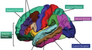 aerobic-fitness-math-gray-matter